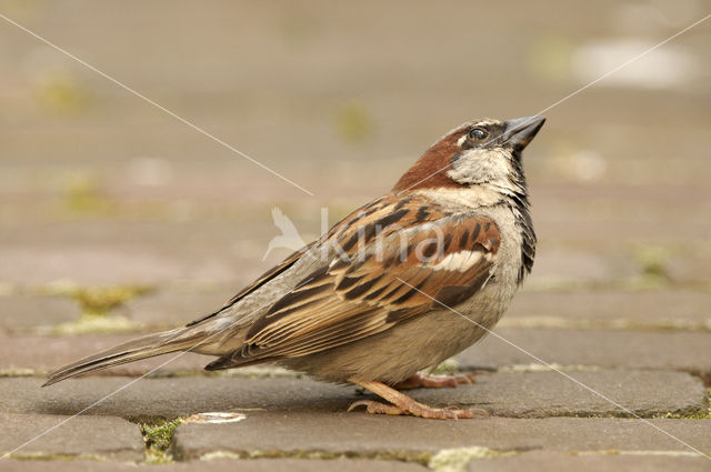 House Sparrow (Passer domesticus)