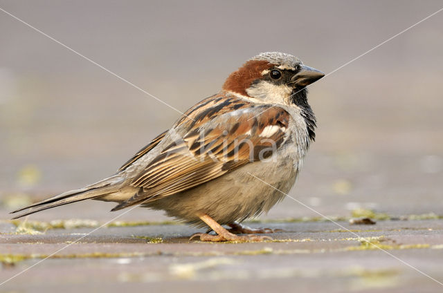 House Sparrow (Passer domesticus)