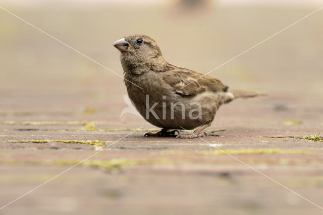 Huismus (Passer domesticus)