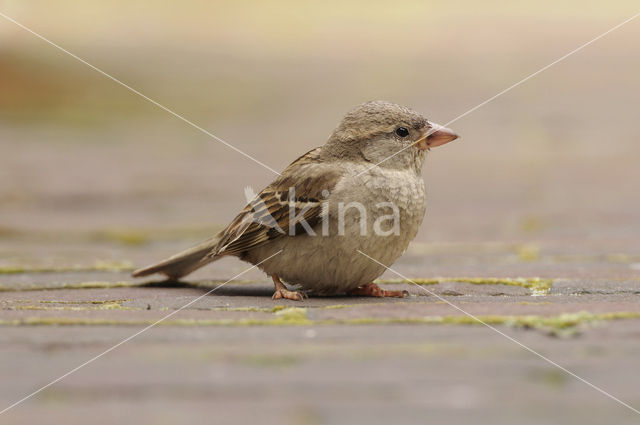 Huismus (Passer domesticus)