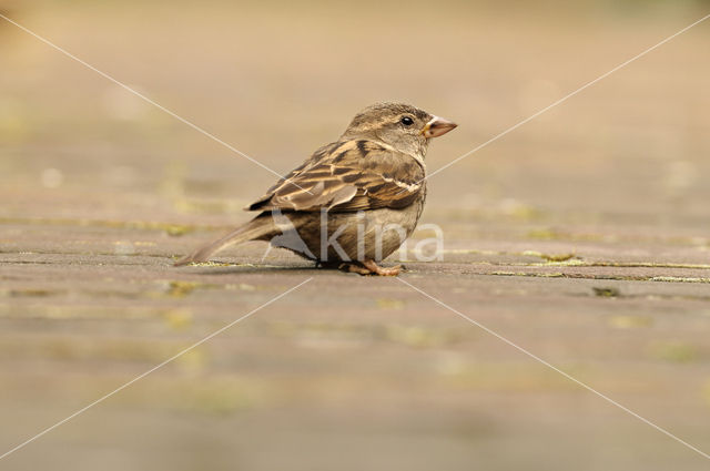 Huismus (Passer domesticus)