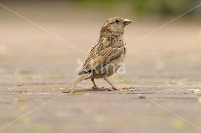 Huismus (Passer domesticus)