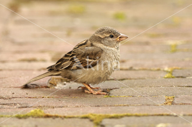 Huismus (Passer domesticus)