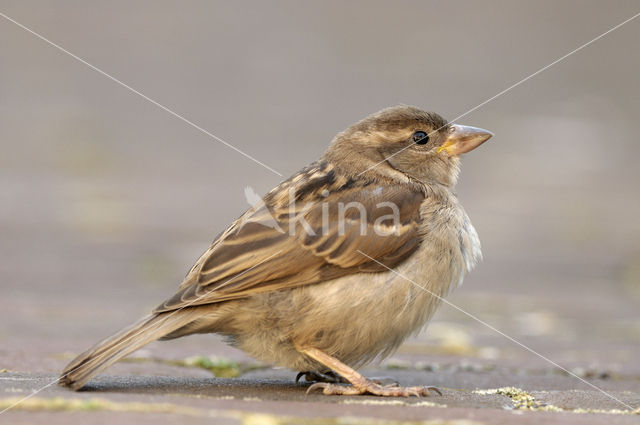 Huismus (Passer domesticus)