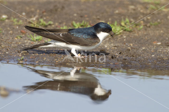 Common House-Martin (Delichon urbicum)