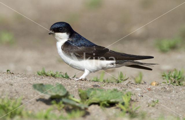 Common House-Martin (Delichon urbicum)