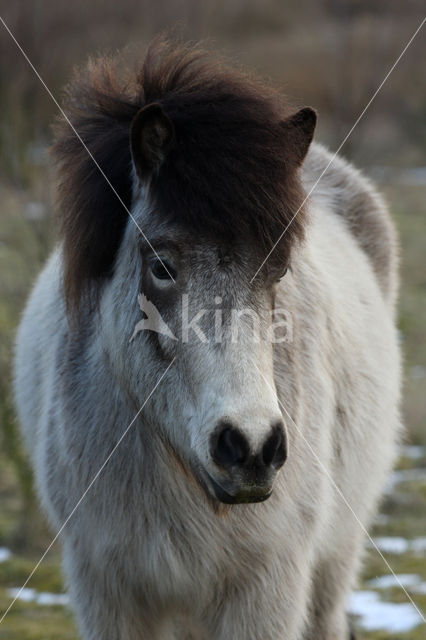 Icelandic Pony (Equus spp)
