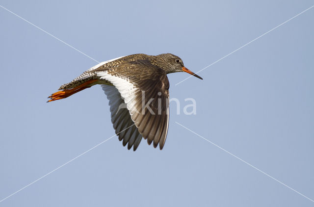 IJslandse Tureluur (Tringa totanus robusta)