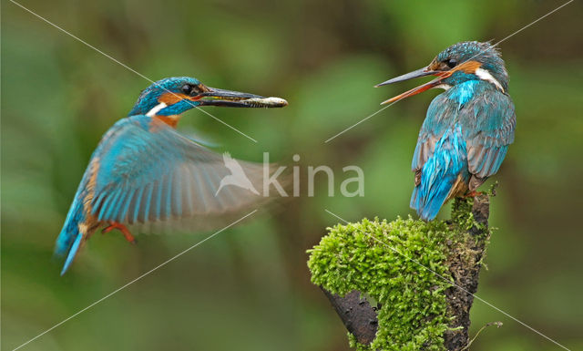 Kingfisher (Alcedo atthis)