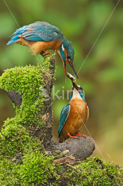 IJsvogel (Alcedo atthis)