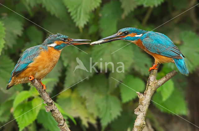 Kingfisher (Alcedo atthis)