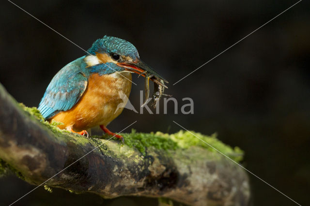 Kingfisher (Alcedo atthis)