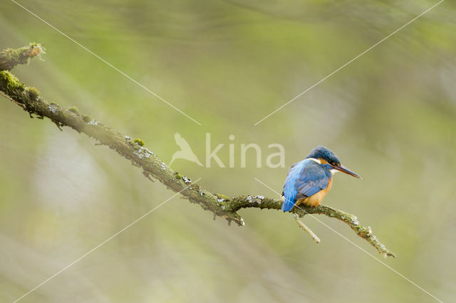 IJsvogel (Alcedo atthis)