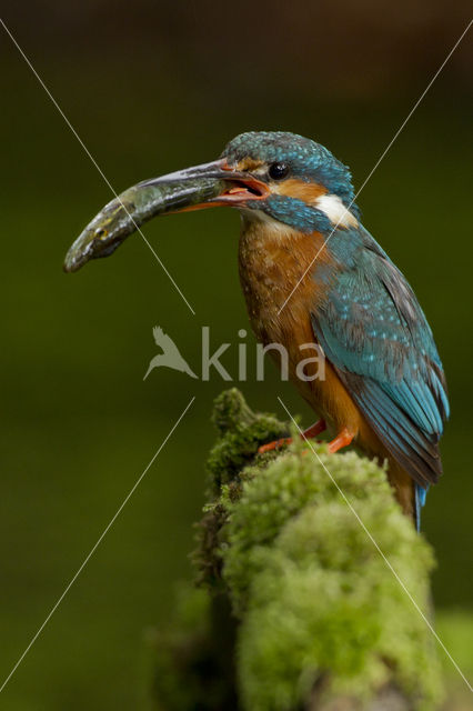 Kingfisher (Alcedo atthis)