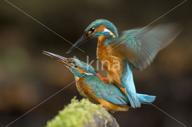 Kingfisher (Alcedo atthis)