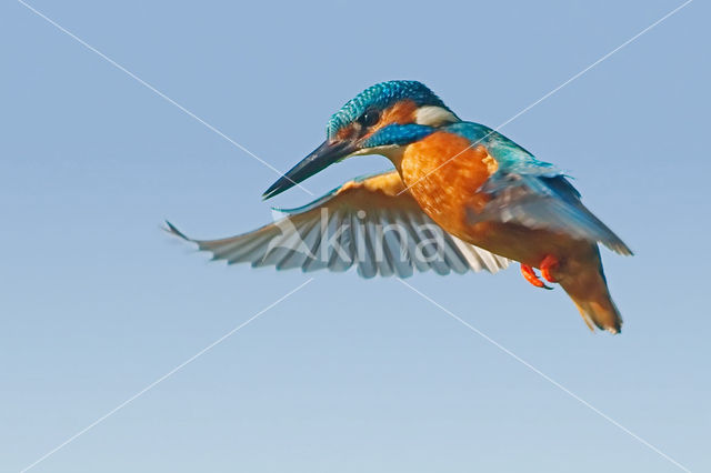 Kingfisher (Alcedo atthis)