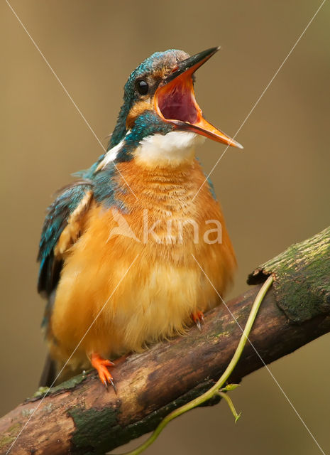 IJsvogel (Alcedo atthis)