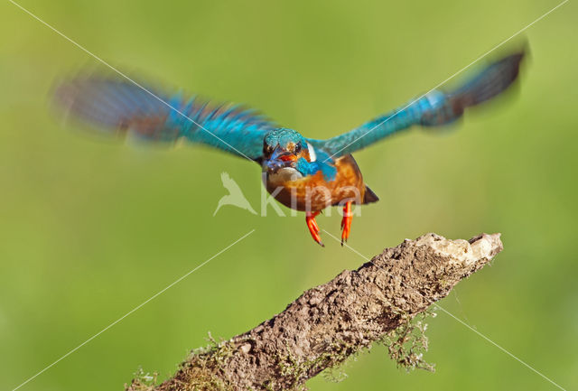 Kingfisher (Alcedo atthis)