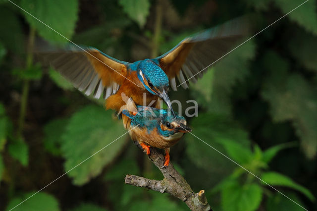 IJsvogel (Alcedo atthis)