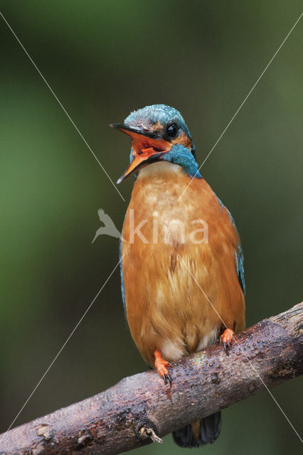 Kingfisher (Alcedo atthis)