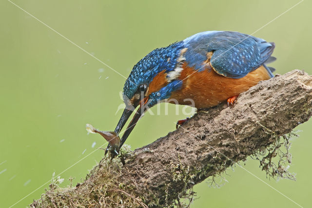 IJsvogel (Alcedo atthis)