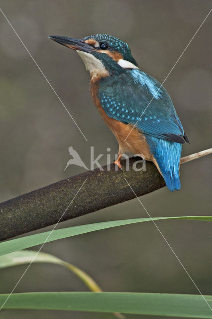 IJsvogel (Alcedo atthis)