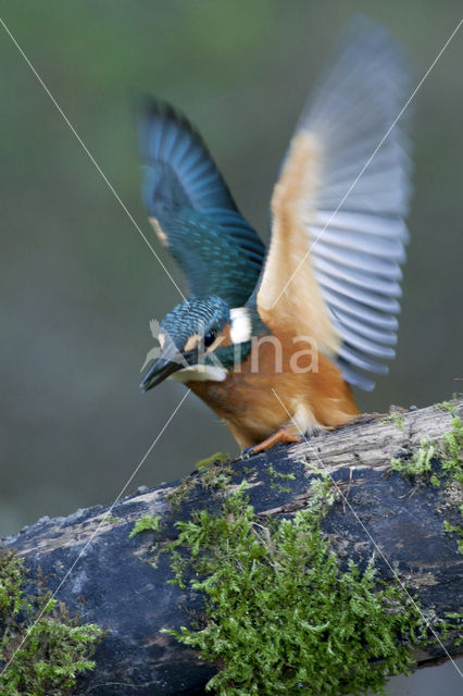IJsvogel (Alcedo atthis)