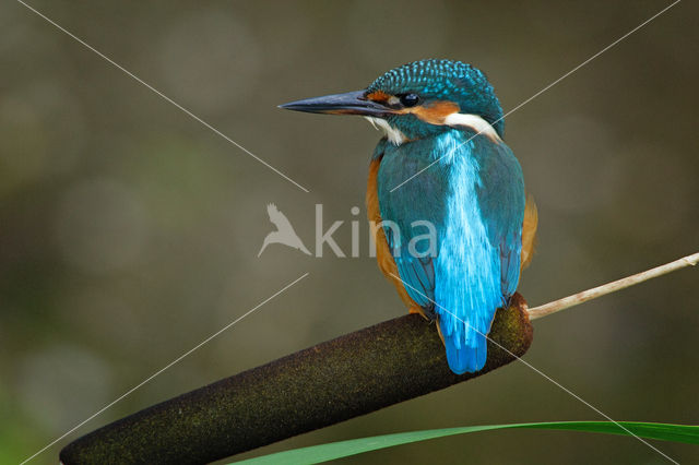 IJsvogel (Alcedo atthis)