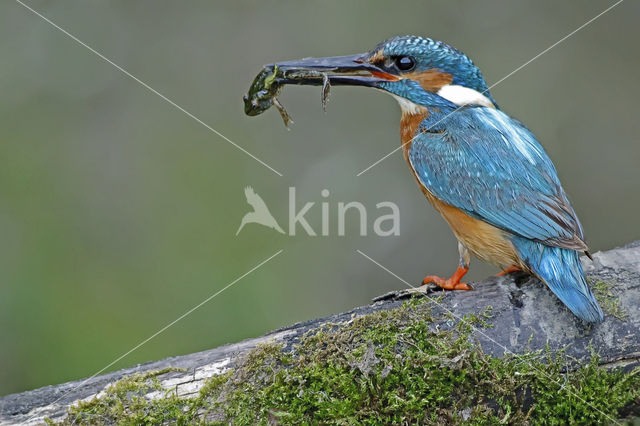 IJsvogel (Alcedo atthis)