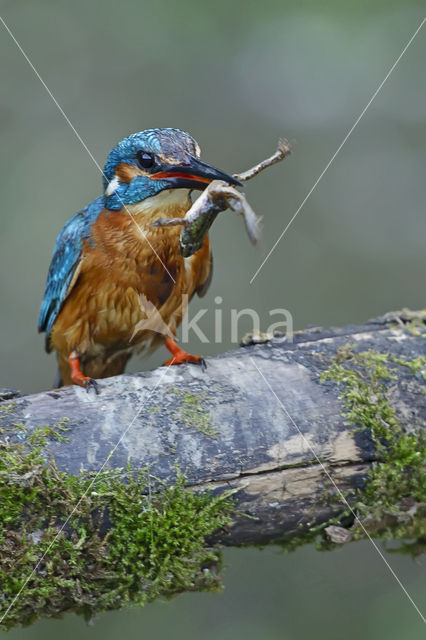 IJsvogel (Alcedo atthis)