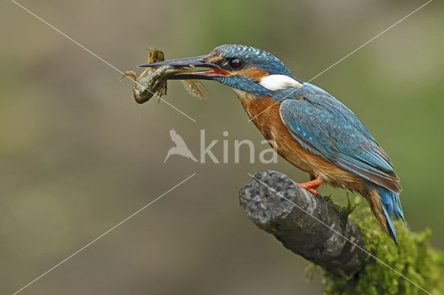 IJsvogel (Alcedo atthis)