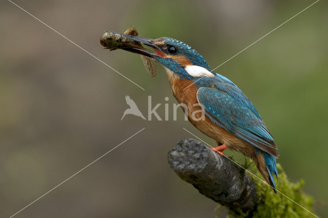 IJsvogel (Alcedo atthis)