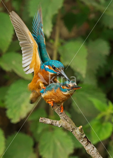 IJsvogel (Alcedo atthis)