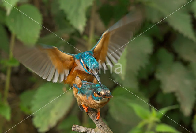 IJsvogel (Alcedo atthis)