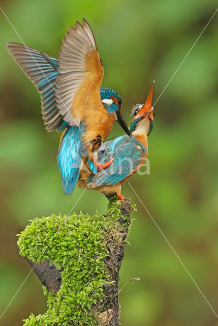 Kingfisher (Alcedo atthis)