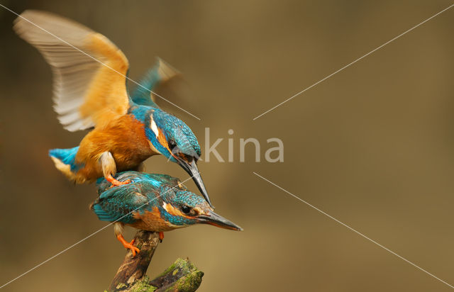 IJsvogel (Alcedo atthis)