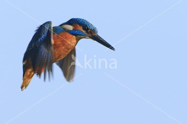 IJsvogel (Alcedo atthis)