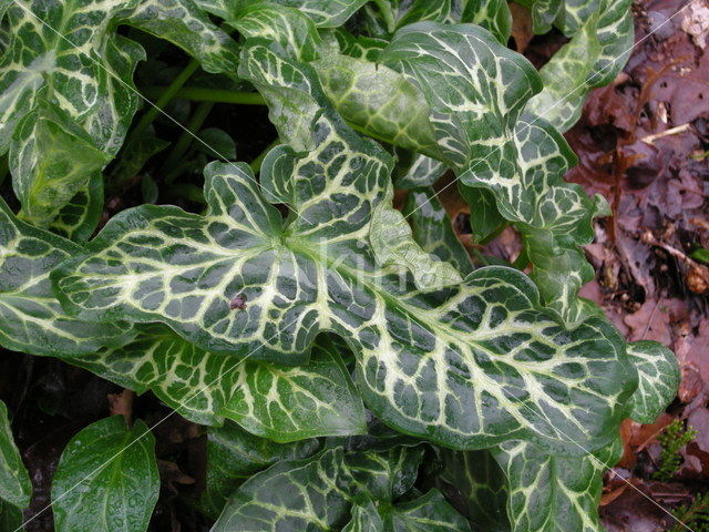 Italiaanse aronskelk (Arum italicum)