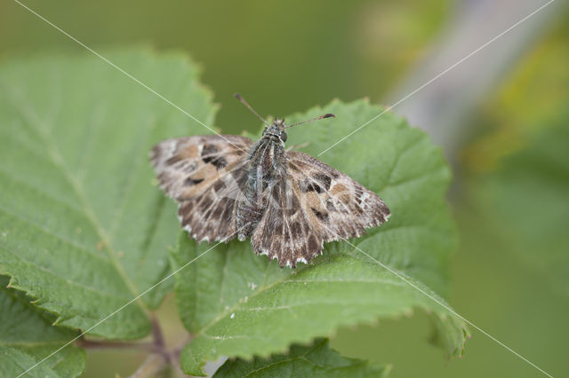 Kaasjeskruiddikkopje (Carcharodus alceae)