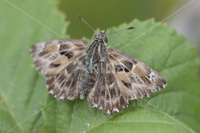 Kaasjeskruiddikkopje (Carcharodus alceae)