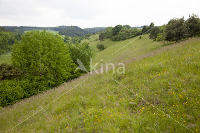 Kall Hundsrück Gillesbachtal