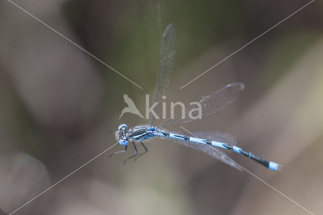 Damselfly (Erythromma lindenii)