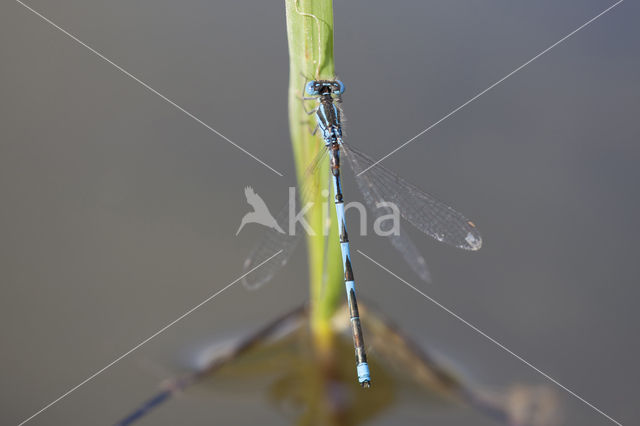 Damselfly (Erythromma lindenii)