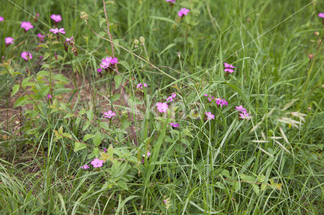 Carthusian Pink (Dianthus carthusianorum)