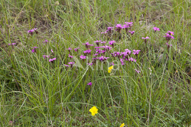 Carthusian Pink (Dianthus carthusianorum)