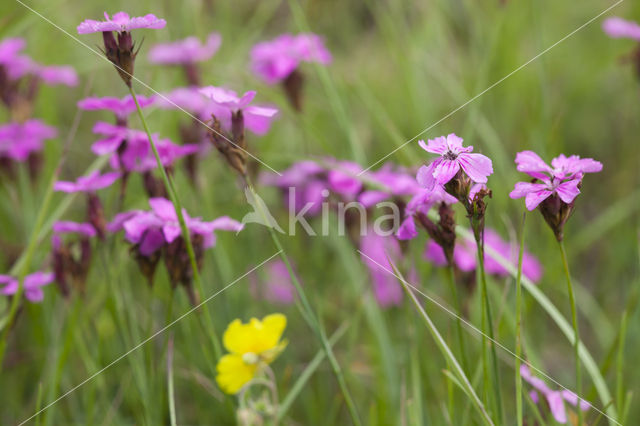 Karthuizer anjer (Dianthus carthusianorum)