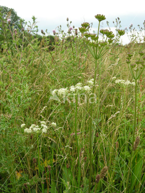 Karwijvarkenskervel (Peucedanum carvifolia)