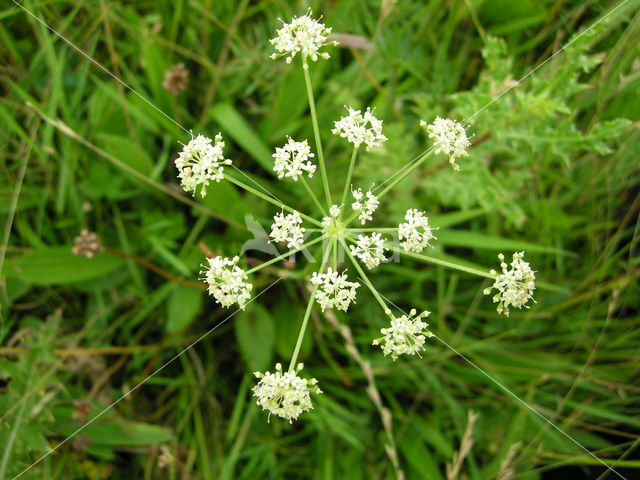 Caraway-Milk Parsley (Peucedanum carvifolia)