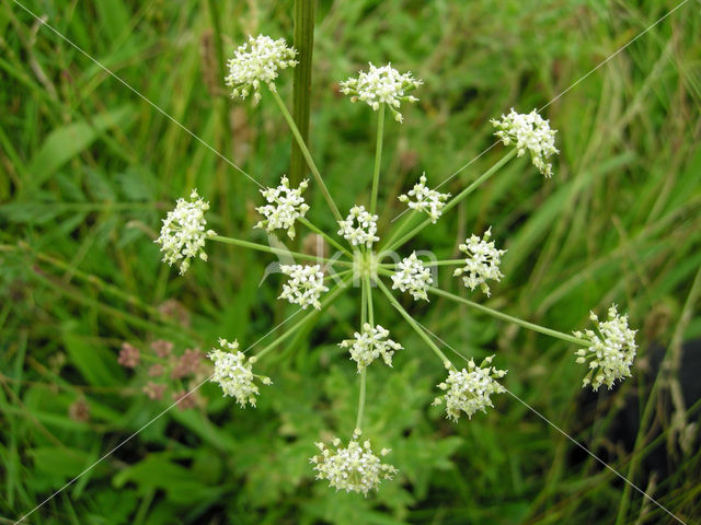 Karwijvarkenskervel (Peucedanum carvifolia)