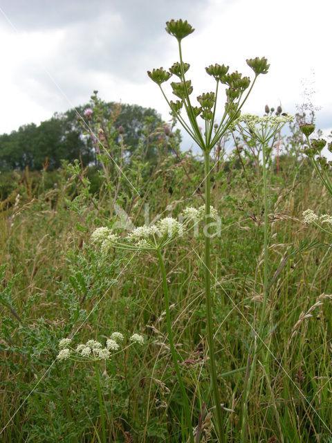 Karwijvarkenskervel (Peucedanum carvifolia)